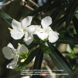 
Date: March 23, 2011
Blooms of White Oleander