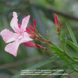 
Date: May 3, 2011
Close up of Oleander bloom