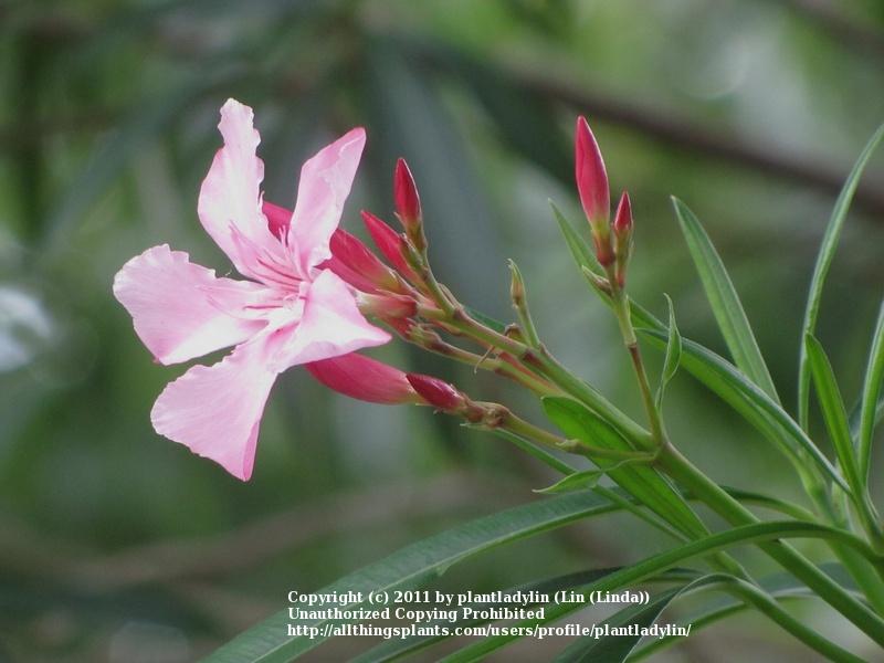 Photo of Oleanders (Nerium oleander) uploaded by plantladylin