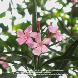 
Date: May 3, 2011
Blooms of Light Pink Olender