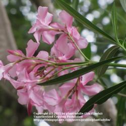 
Date: May 3, 2011
Pink Oleander