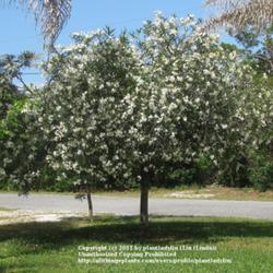 Location: My front yard
Date: April 26, 2011
White Oleander