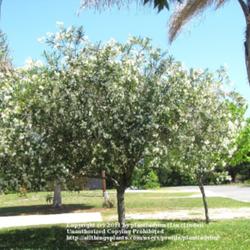 Location: My front yard
Date: April 18, 2011
White Oleander