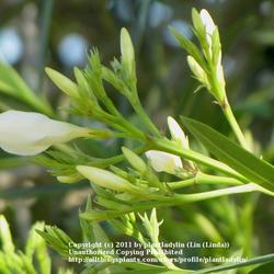 
Date: March 23, 2011
Oleander buds