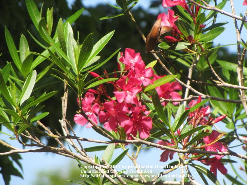 Photo of Oleanders (Nerium oleander) uploaded by plantladylin