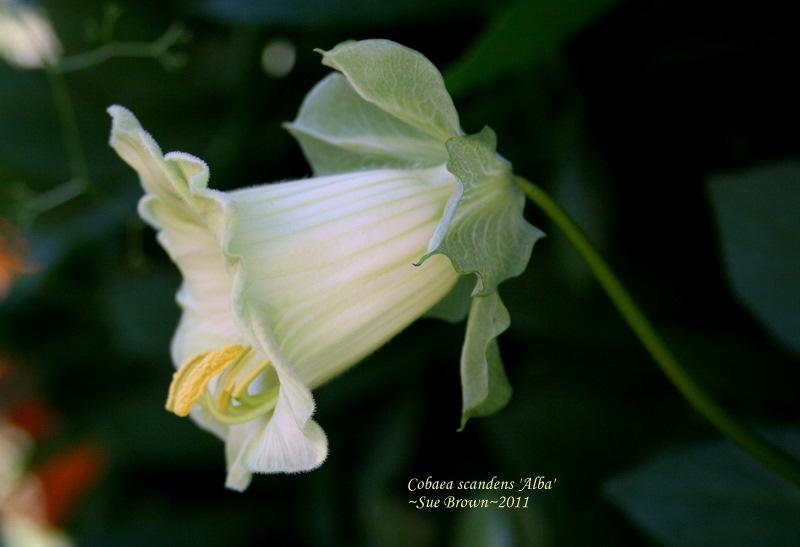 Photo of Cup and Saucer Vine (Cobaea scandens 'Alba') uploaded by Calif_Sue