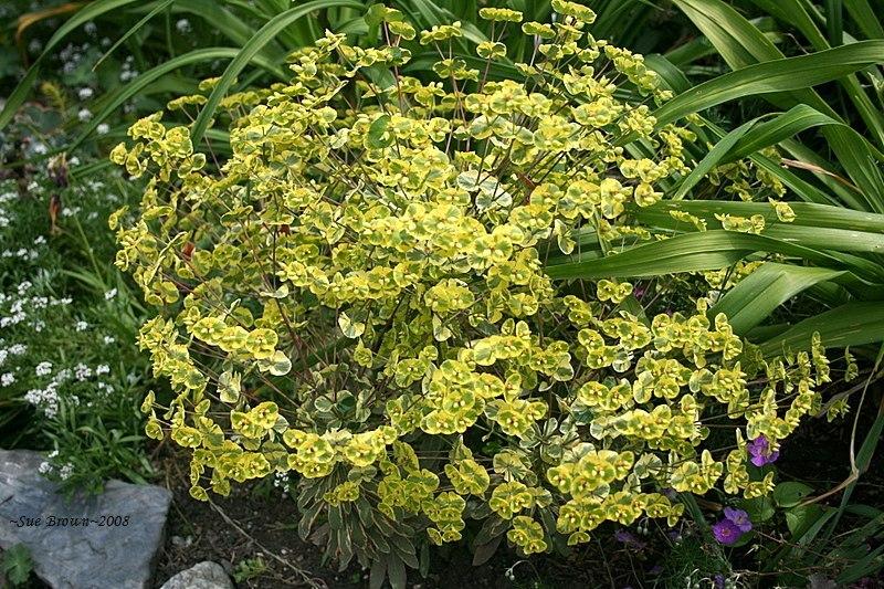 Photo of Euphorbia (Euphorbia x martini Helena's Blush™) uploaded by Calif_Sue