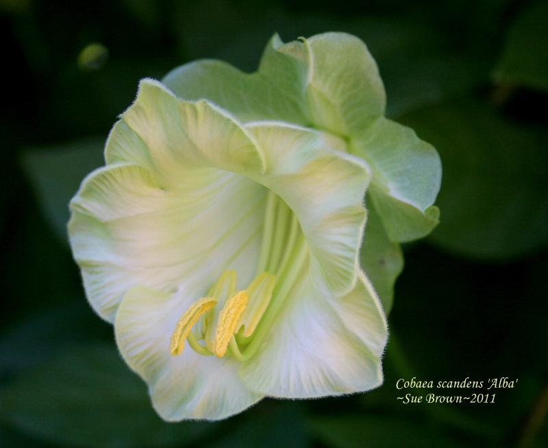 Photo of Cup and Saucer Vine (Cobaea scandens 'Alba') uploaded by Calif_Sue
