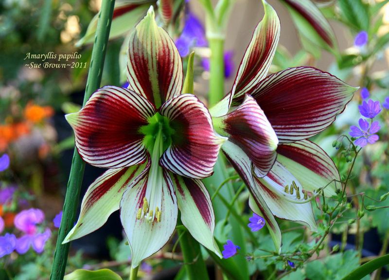 Photo of Butterfly Amaryllis (Hippeastrum papilio) uploaded by Calif_Sue