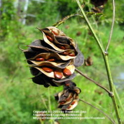 Location: Beaumont, Jefferson County, Texas
Date: August 23, 2011
Opening seed pods