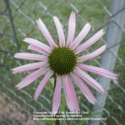 Location: Middle Tennessee
Date: 6/8/2011
Tennessee Coneflower was removed from the Endanged List in 2011