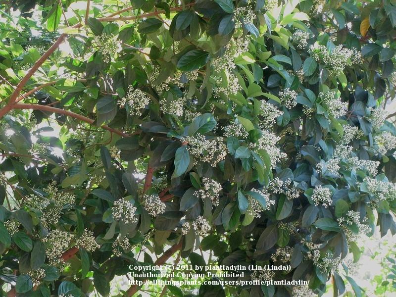 Photo of Sweet Viburnum (Viburnum odoratissimum) uploaded by plantladylin