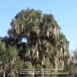 Location: Blue Springs State Park, Florida
Date: January 23, 2010
Live Oak dripping Spanish Moss