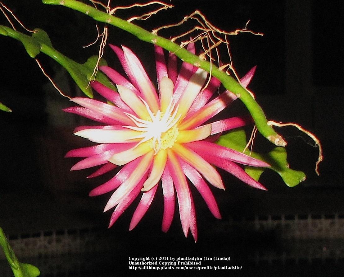 Photo of Zig-Zag Cactus (Selenicereus anthonyanus) uploaded by plantladylin