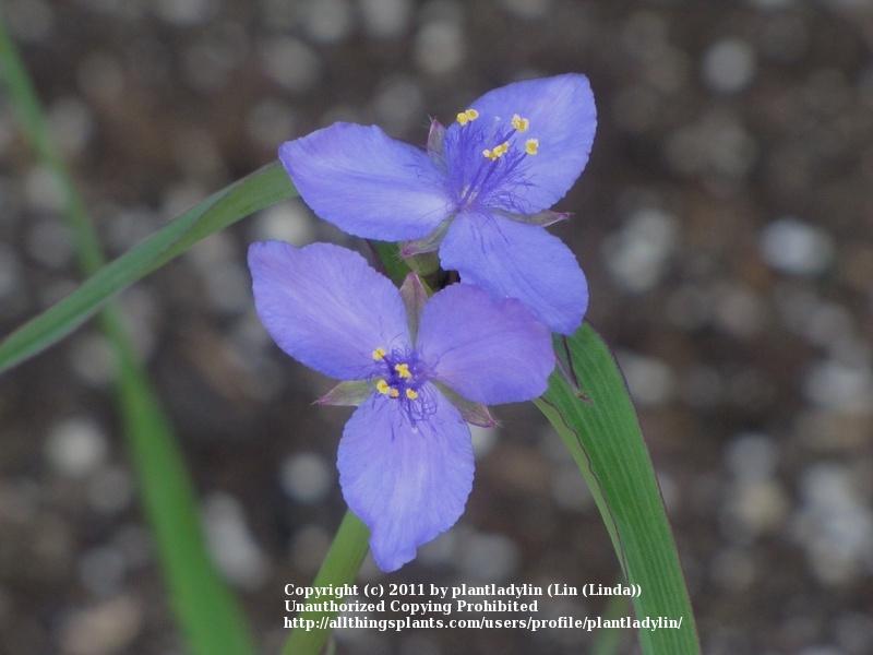 Photo of Spiderwort (Tradescantia ohiensis) uploaded by plantladylin