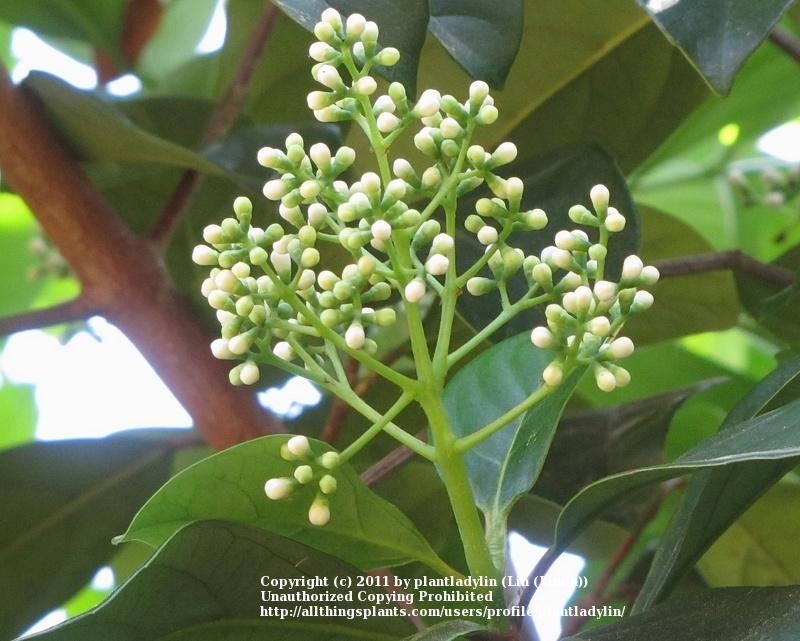 Photo of Sweet Viburnum (Viburnum odoratissimum) uploaded by plantladylin