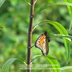 Location: Daytona Beach, Florida
Date: July 17, 2011
Stem & Monarch Butterfly laying eggs on a leaf.
