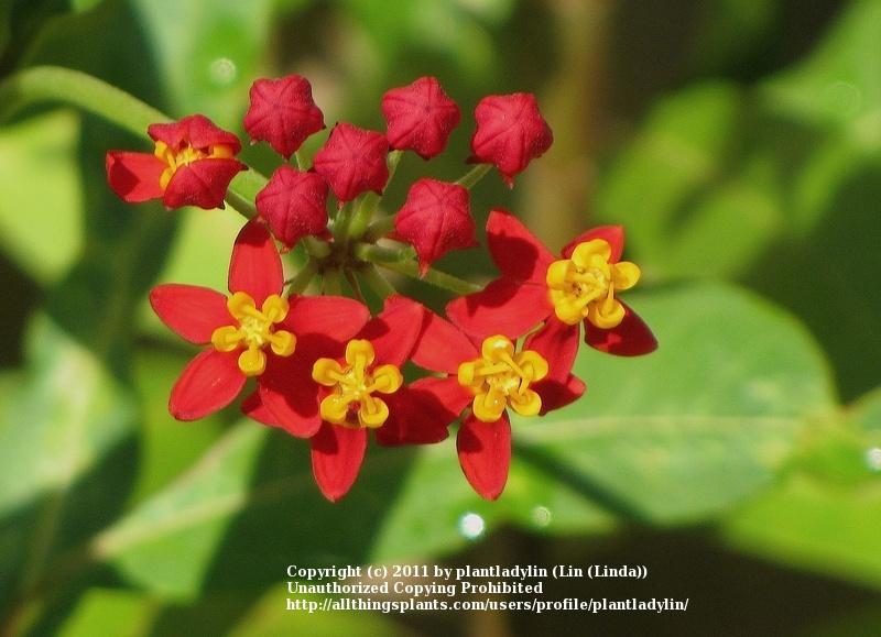Photo of Tropical Milkweed (Asclepias curassavica) uploaded by plantladylin