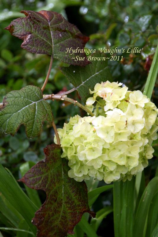 Photo of Oakleaf Hydrangea (Hydrangea quercifolia 'Vaughn's Lillie') uploaded by Calif_Sue
