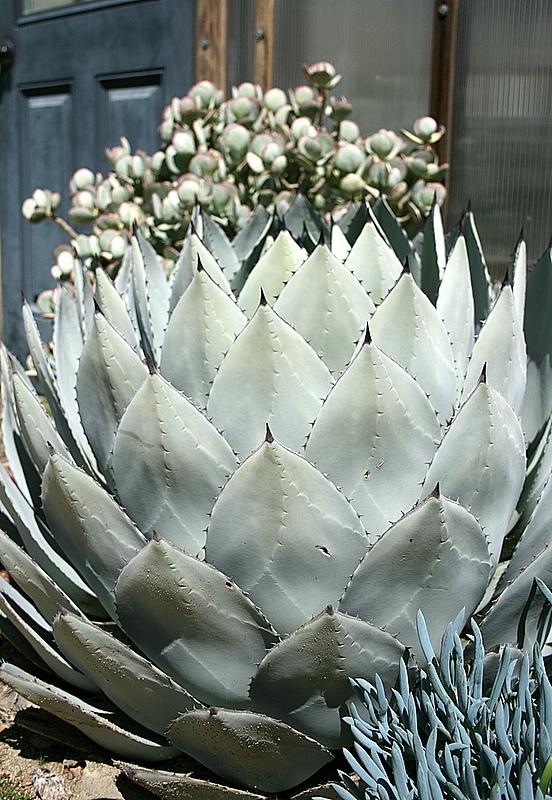 Photo of Huachuca Agave (Agave parryi var. huachucensis) uploaded by Calif_Sue