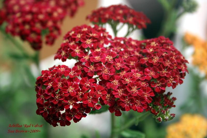 Photo of Yarrow (Achillea millefolium 'Red Velvet') uploaded by Calif_Sue
