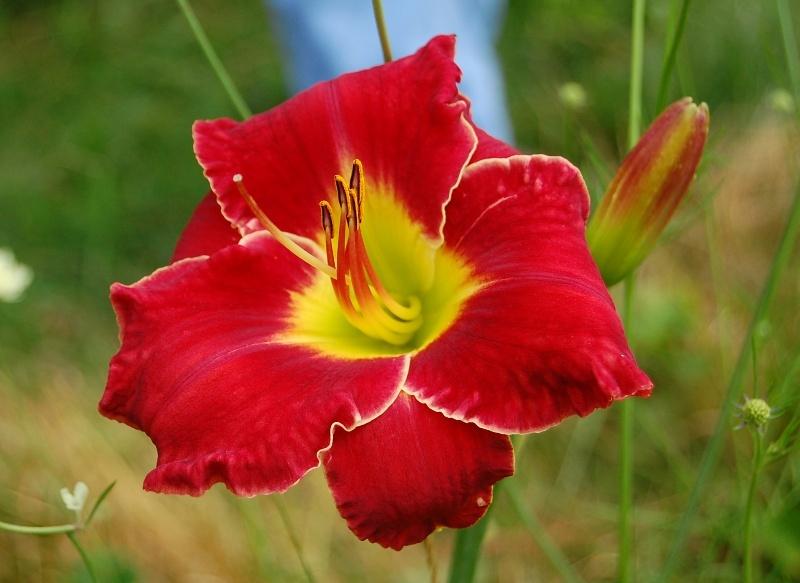 Photo of Daylily (Hemerocallis 'Mississippi Red Dragon') uploaded by pixie62560