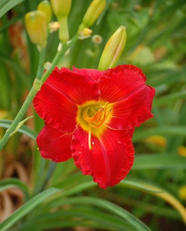 Photo of Daylily (Hemerocallis 'Fire on the Mountain') uploaded by pixie62560