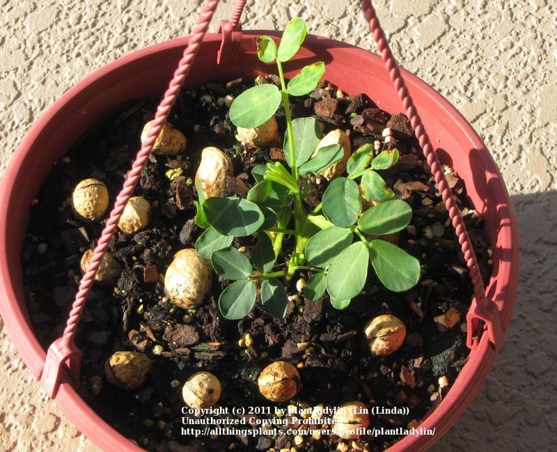 Photo of Peanut (Arachis hypogaea) uploaded by plantladylin