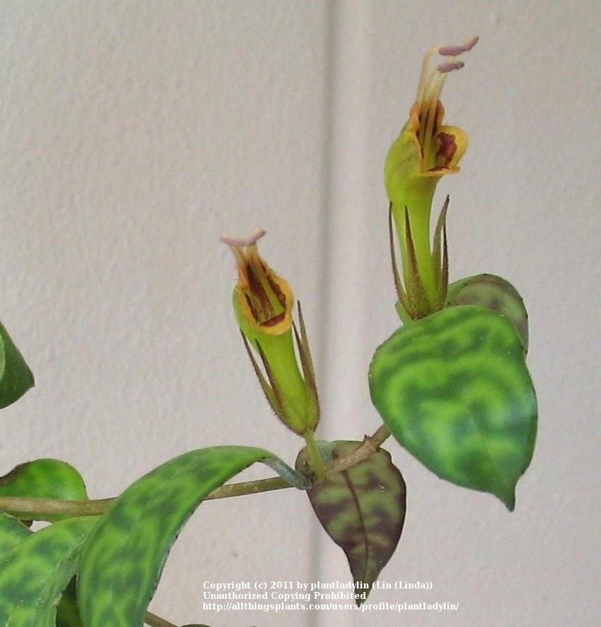 Photo of Lipstick Plant (Aeschynanthus longicaulis) uploaded by plantladylin