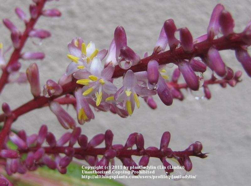 Photo of Ti Plant (Cordyline fruticosa 'Kiwi') uploaded by plantladylin