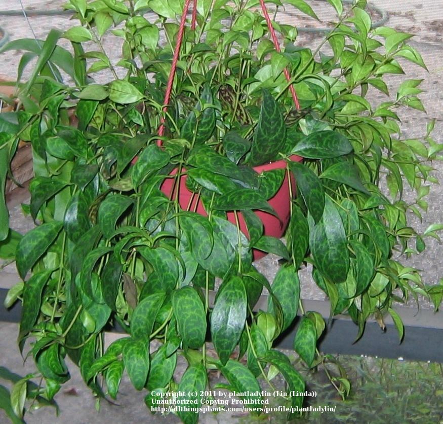 Photo of Lipstick Plant (Aeschynanthus longicaulis) uploaded by plantladylin