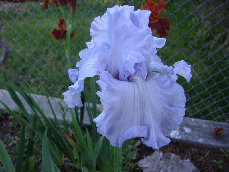 Photo of Tall Bearded Iris (Iris 'Silverado') uploaded by Paul2032