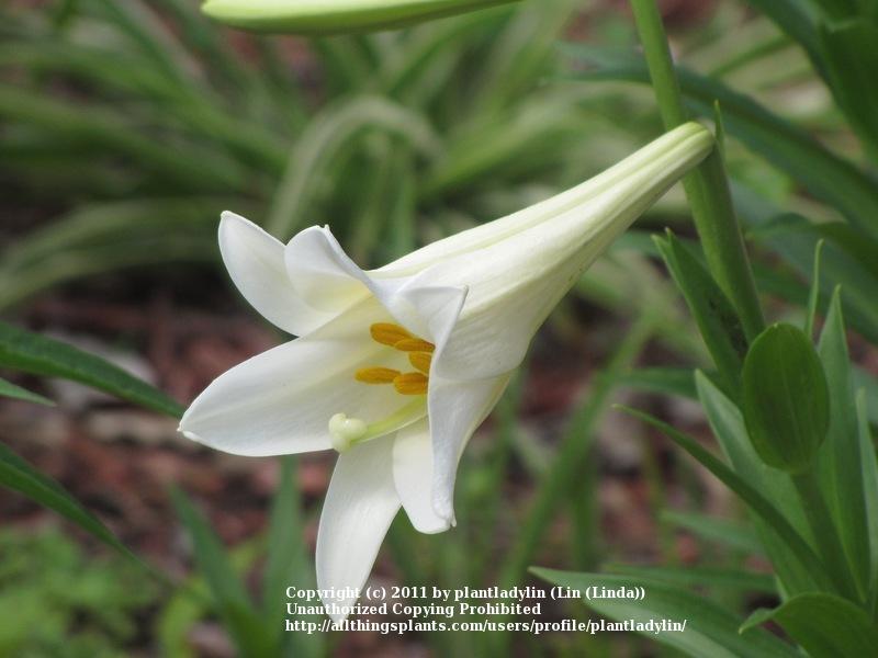 Photo of Lily (Lilium longiflorum) uploaded by plantladylin