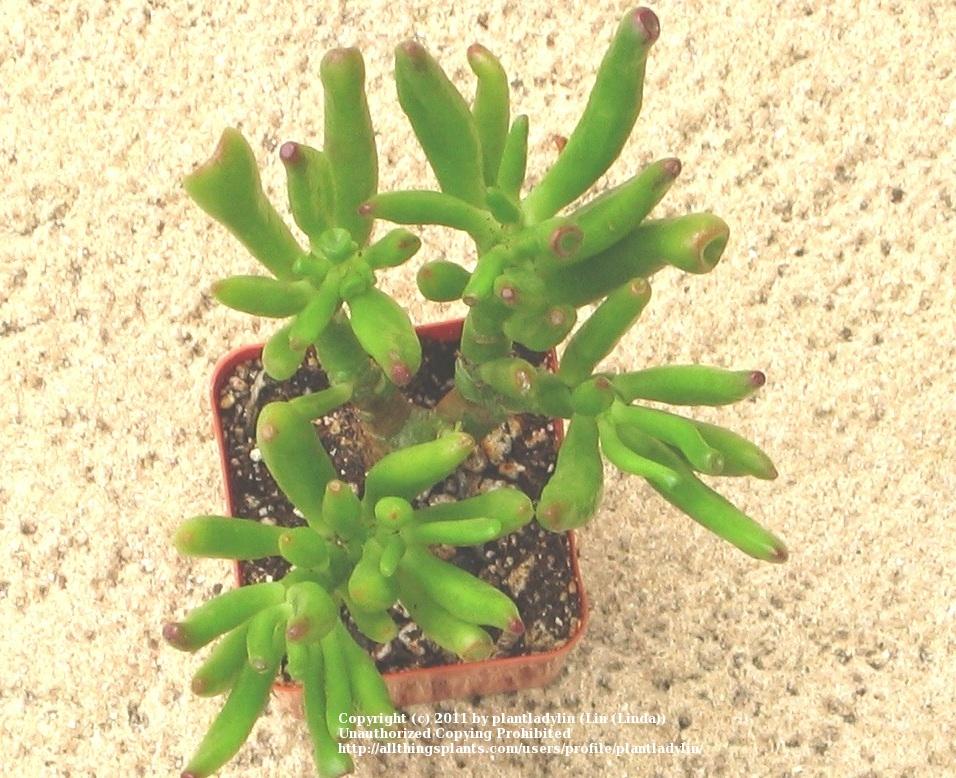 Photo of Finger Jade (Crassula ovata 'Gollum') uploaded by plantladylin