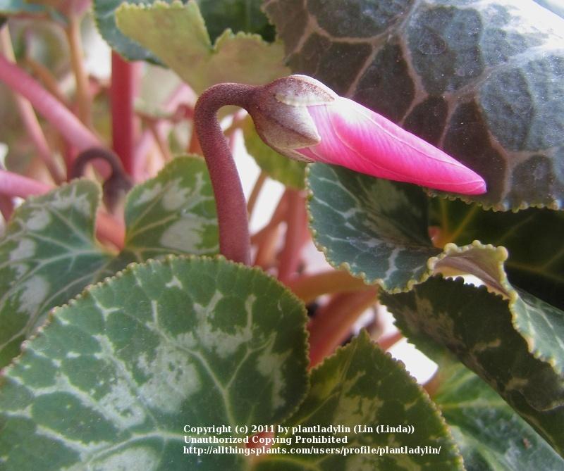Photo of Florist's Cyclamen (Cyclamen persicum) uploaded by plantladylin