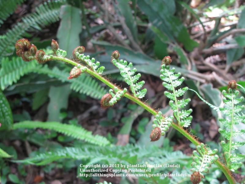 Photo of Australian Tree Fern (Sphaeropteris cooperi) uploaded by plantladylin