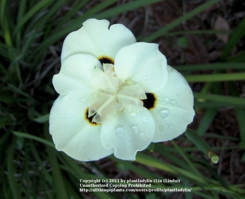 Photo of African Iris (Dietes bicolor) uploaded by plantladylin