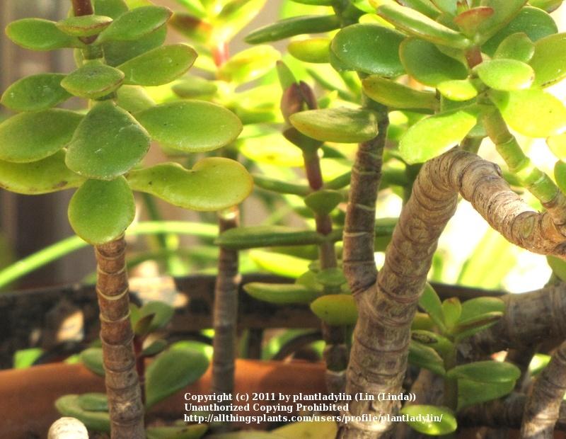 Photo of Jade Plant (Crassula ovata) uploaded by plantladylin
