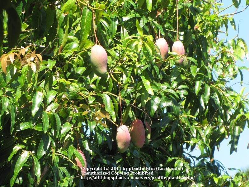 Photo of Common Mango (Mangifera indica) uploaded by plantladylin