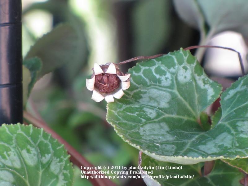 Photo of Florist's Cyclamen (Cyclamen persicum) uploaded by plantladylin