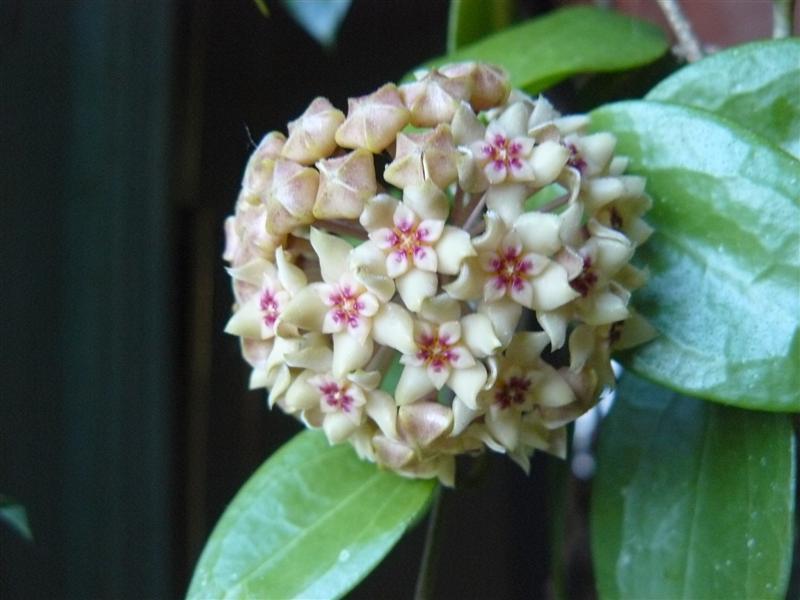 Photo of Wax Plant (Hoya nicholsoniae) uploaded by threegardeners