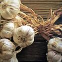 All About Garlic