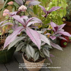 Location: Middle Tennessee
Date: 9/14/2011
Persian Shield is a low maintenance plant