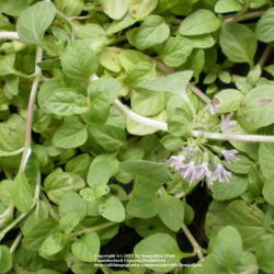 Location: Middle Tennessee
Date: 7/28/2011
Pennyroyal has a strong mint fragrance and flavor