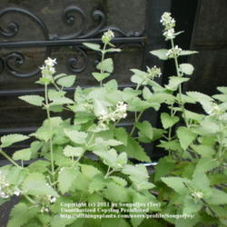 Location: Middle Tennessee
Date: 7/28/2011
Catnip in bloom