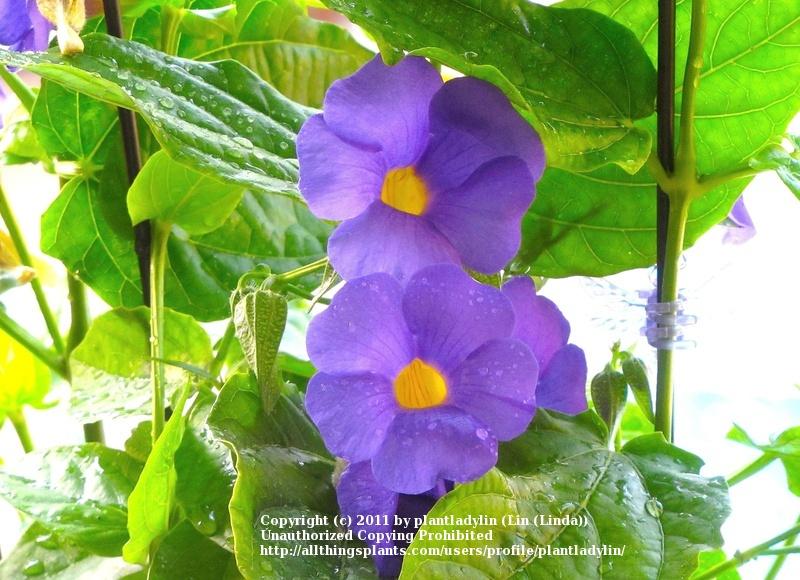 Photo of Blue Glory Vine (Thunbergia battiscombei) uploaded by plantladylin