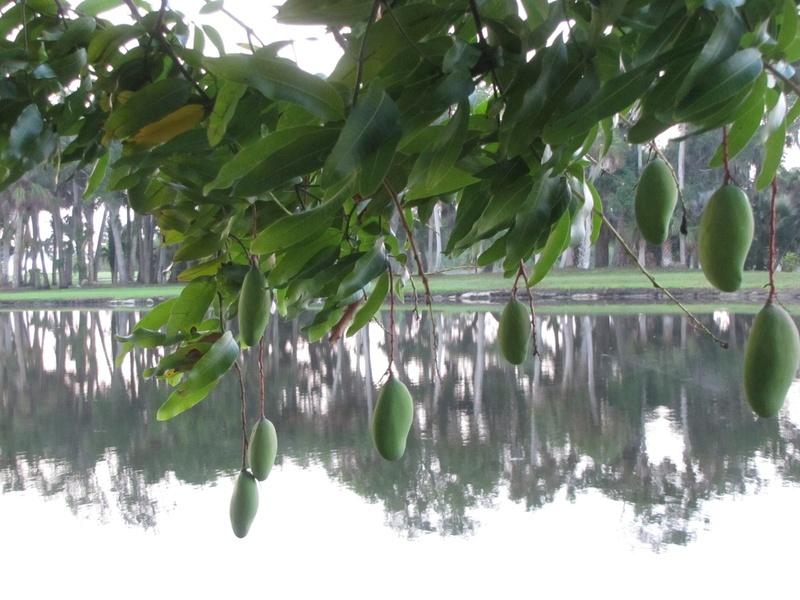 Photo of Common Mango (Mangifera indica) uploaded by plantladylin