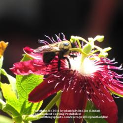 Location: Daytona Beach, Florida
Date: Summer 2010
#Pollination
