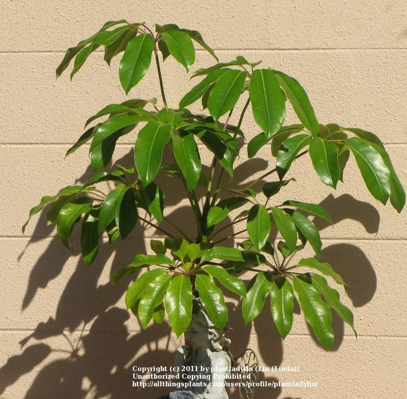 Photo of Umbrella Tree (Heptapleurum actinophyllum) uploaded by plantladylin