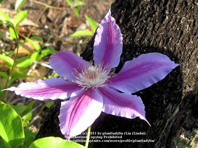 Photo of Clematis 'Nelly Moser' uploaded by plantladylin